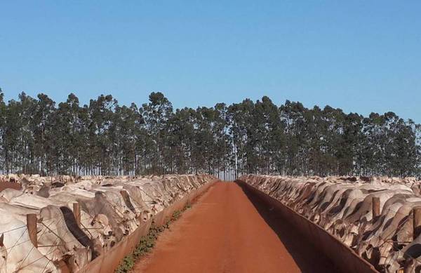 Los frigoríficos brasileños urgen importar ganado desde Paraguay