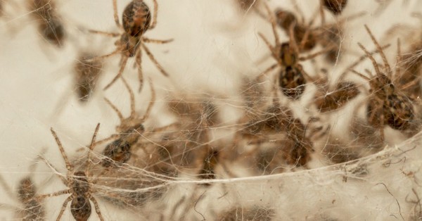 Las casas australianas se están llenando de arañas y las imágenes son aterradoras - C9N