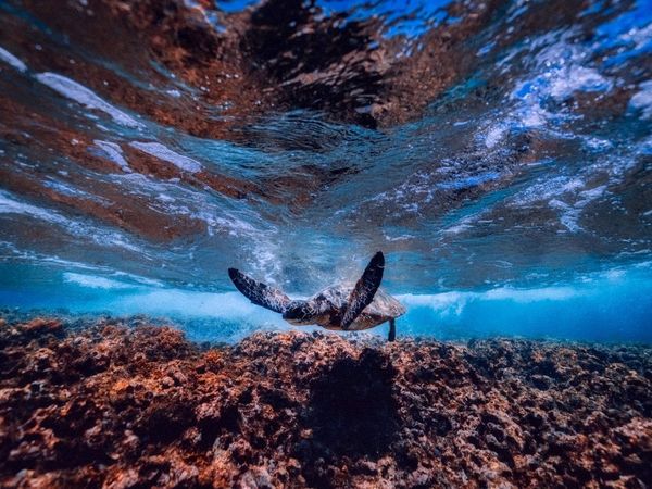 El ruido provocado por el ser humano altera la vida en los océanos