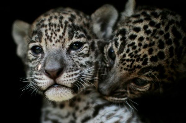 WWF pide a gobiernos de América Latina cumplir con el Plan Jaguar 2030