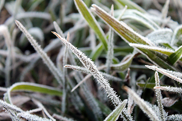 Temperaturas bajarían hasta los -1 grado.