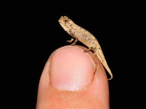 Descubren el nanocamaleón, un reptil diminuto de trece milímetros y medio