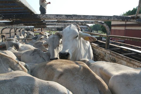 Continúa la baja oferta de gordo y el mercado registra nueva suba de precios