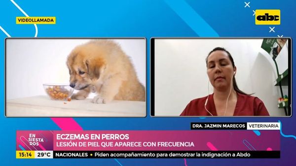 Eczemas de verano en perros - Ensiestados - ABC Color