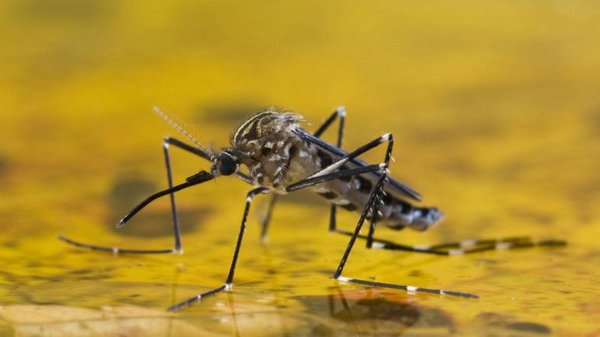 Alertan sobre la FIEBRE AMARILLA en la Tres Fronteras