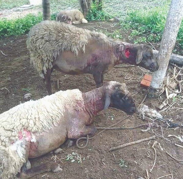 Crónica / Alarma en el Chaco por extraña matanza