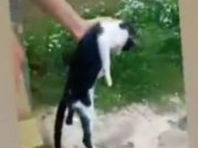 Tiró a michi desde un puente mientras su amiga le grababa