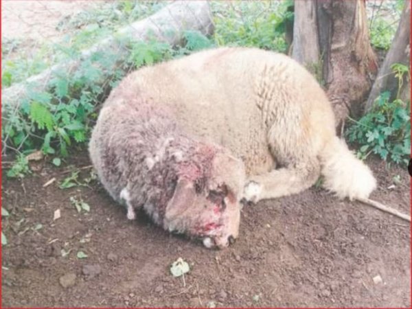 Misterioso ataque a ovejas arma miedazo en pobladores