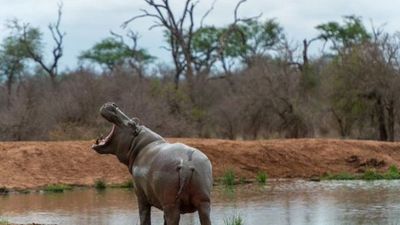 Un hipopótamo muerde y pisotea mortalmente a un anciano en Zimbabue