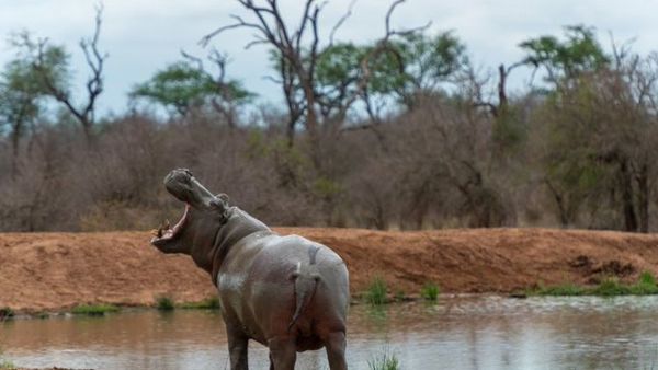 Un hipopótamo muerde y pisotea mortalmente a un anciano en Zimbabue