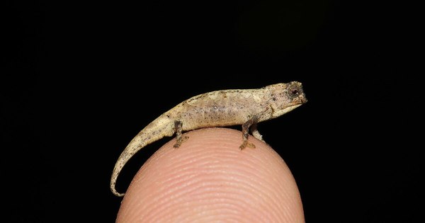 La Nación / El reptil más pequeño del mundo cabe en la punta de un dedo