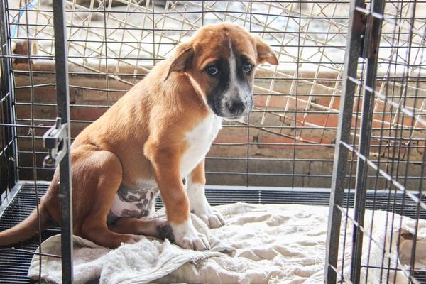 Rescatan a 166 perros en Puerto Rico y los trasladan a EE.UU. para adopción - Mascotas - ABC Color