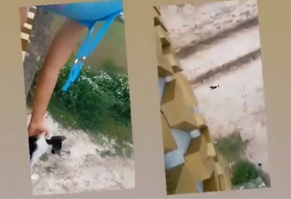 “Chau”: Tiró a un gato al vacío desde un puente en Fuerte Olimpo | Noticias Paraguay