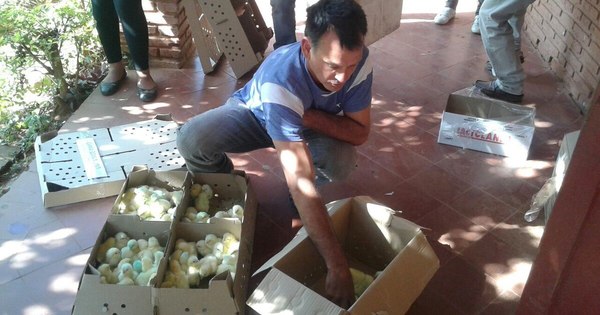 La Nación / MAG desembolsó más de G. 1.600 millones en San Pedro