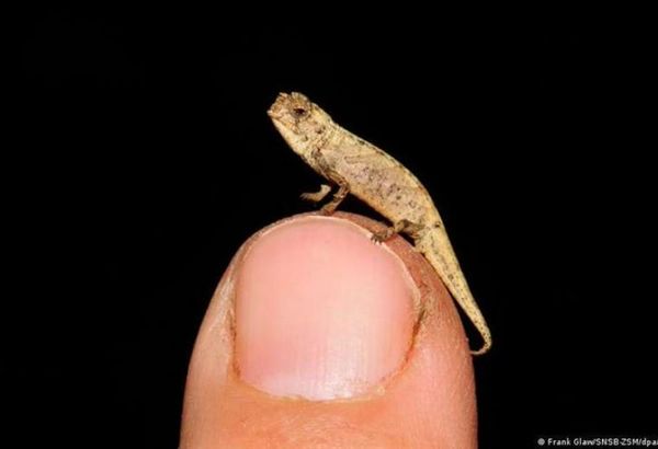 Descubren al nanocamaleón, el reptil más pequeño del mundo