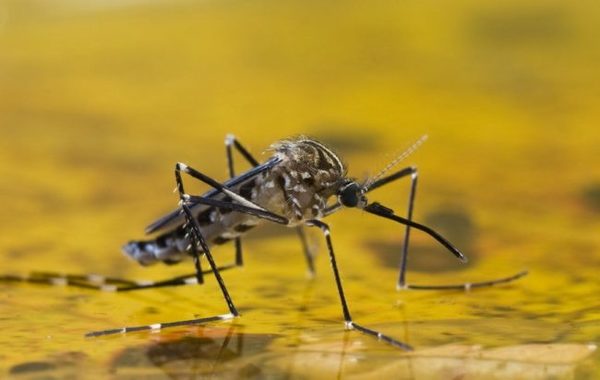 DOCE AÑOS SIN FIEBRE AMARILLA, PERO LA AMENAZA SIGUE LATENTE