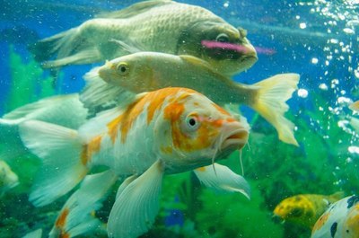 México produce más de 20 millones de peces de ornato anualmente - MarketData