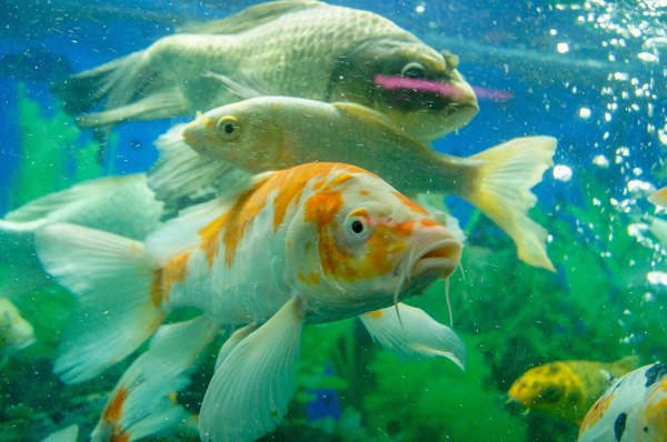 México produce más de 20 millones de peces de ornato anualmente - MarketData
