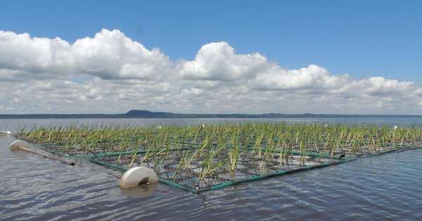 La Nación / Instalan isla flotante vegetada en el lago