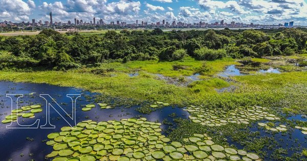 La Nación / La reina verde delos ríos