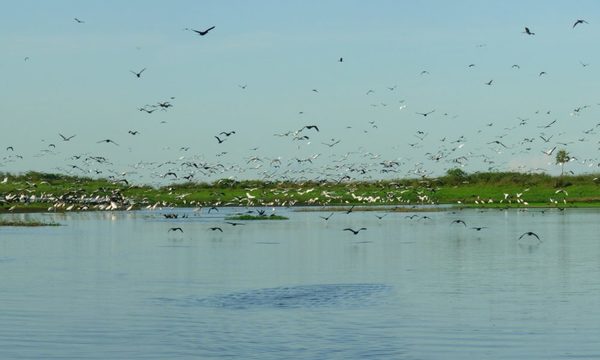 Humedales: ecosistemas que necesitamos proteger como fuente de vida