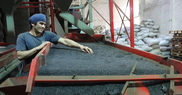 La Nación / Esperan una buena producción de sésamo este año