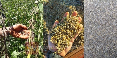 AGRICULTORES REPORTAN PERJUICIOS EN LOS CULTIVOS DE GRANOS DEBIDO A LAS LLUVIAS