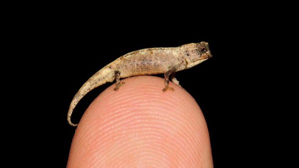 "Nanocamaleón", el reptil más pequeño del mundo