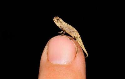 En Madagascar, descubren a un nanocamaleón