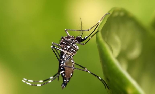 HOY / Paraguay lleva 12 años libre de fiebre amarilla: virus podría reingresar desde Brasil