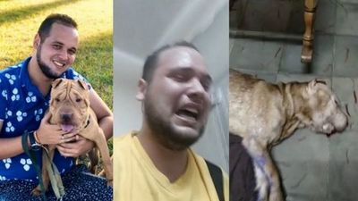 Envenenan los perros de activista pro-animal en Cuba