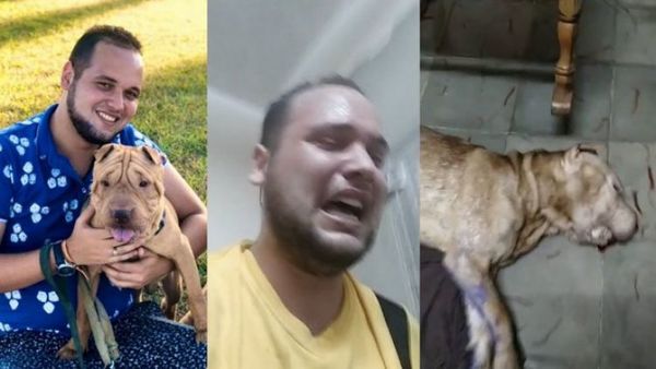 Envenenan los perros de activista pro-animal en Cuba