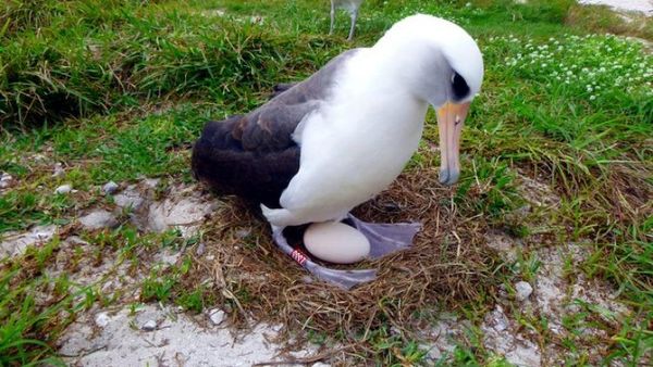 El ave marina más vieja del mundo vuelve a ser madre a los 70 años