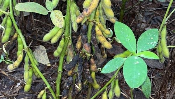 Soja, sésamo y maíz afectados tras intensas lluvias, caña de azúcar, mandioca, yerba mate y arroz, favorecidos