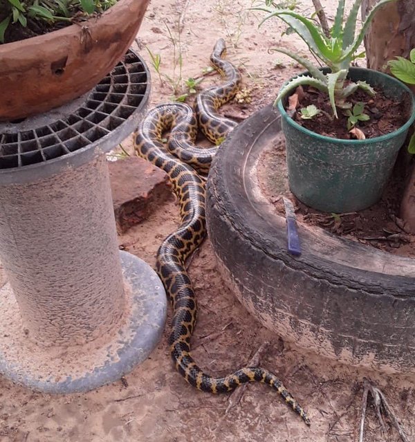 Crónica / Kuriju se pasean por la Bahía de Asu