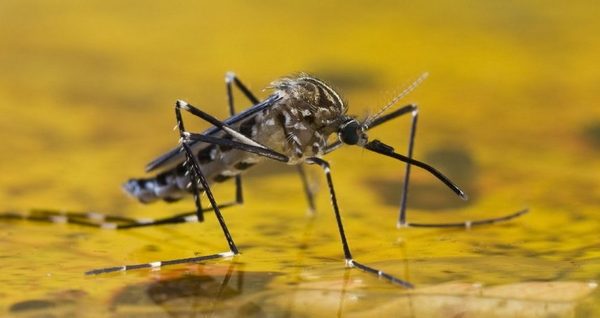 Doce años sin fiebre amarilla, pero la amenaza sigue latente