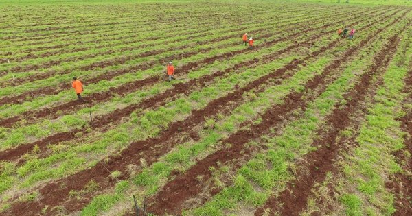 La Nación / Incentivan a incursionar en el rubro forestal con créditos especiales