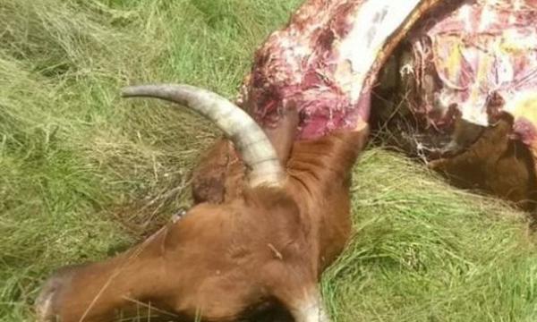 Supuesto hecho de abigeato en la Colonia Tacua Cora de R.I 3 Corrales – Prensa 5