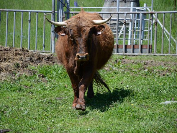 Toro de 500 kilos atacó a adolescente que le quería llevar a la sombra