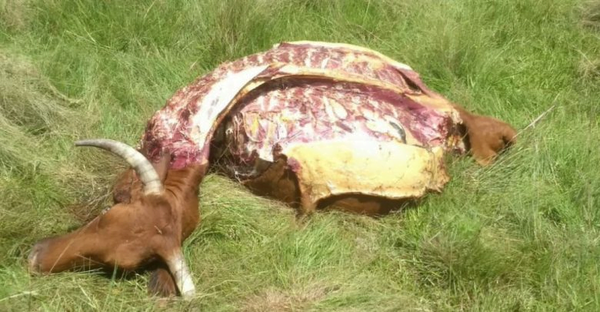 Nuevo hecho de abigeato en R.I 3 Corrales - Noticiero Paraguay