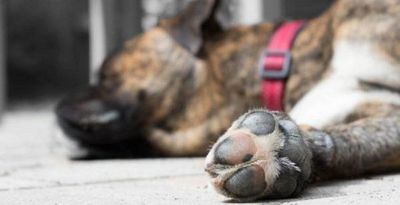 Jueza de Altos desmiente maltrato animal: “Yo digo que es una persecución por alguna resolución” | Ñanduti