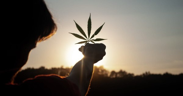 La Nación / Cannapy solicita a Abdo la liberación de mil kilos de semillas de cáñamo
