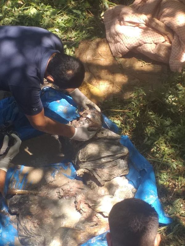 Hallan restos óseos en Santa Rita  - ABC en el Este - ABC Color