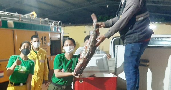 La Nación / Decomisan pescados que eran transportados sin las documentaciones exigidas