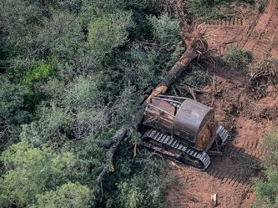 Argentina deforestó más hectáreas de bosques en 2020