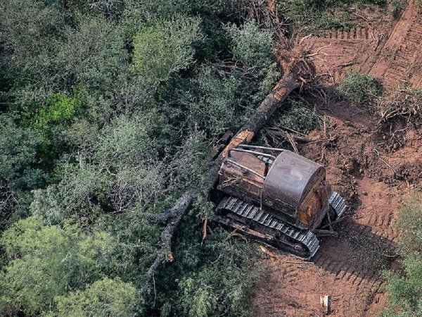 Argentina deforestó más hectáreas de bosques en 2020