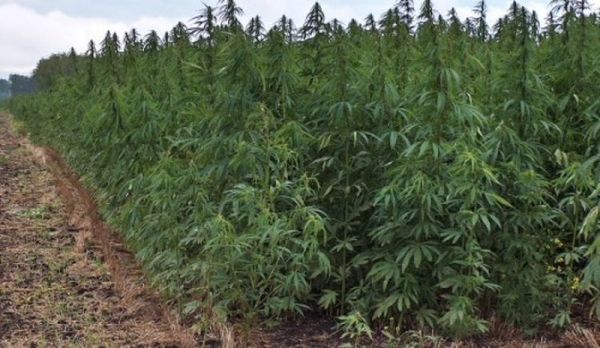 Cannapy pide a Abdo liberación para importación de mil kilos de semillas de cáñamo