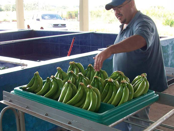 Productor de banana de Juan E. O'leary provee con éxito al mercado local y argentino | .::Agencia IP::.