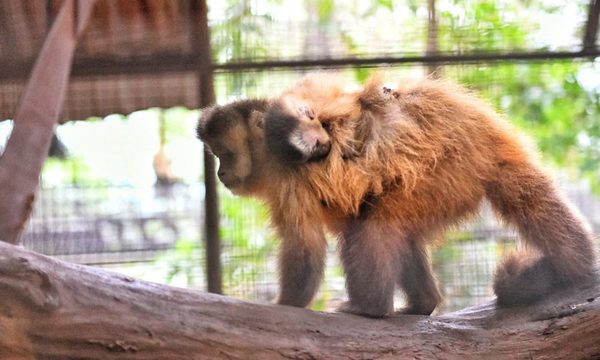 Se agranda la familia del Centro Ambiental de ITAIPU con 30 crías de varias especies