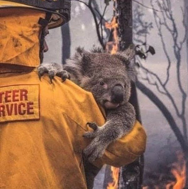 Caaguazú: Cuadro de bombero y koalita, busca dueño